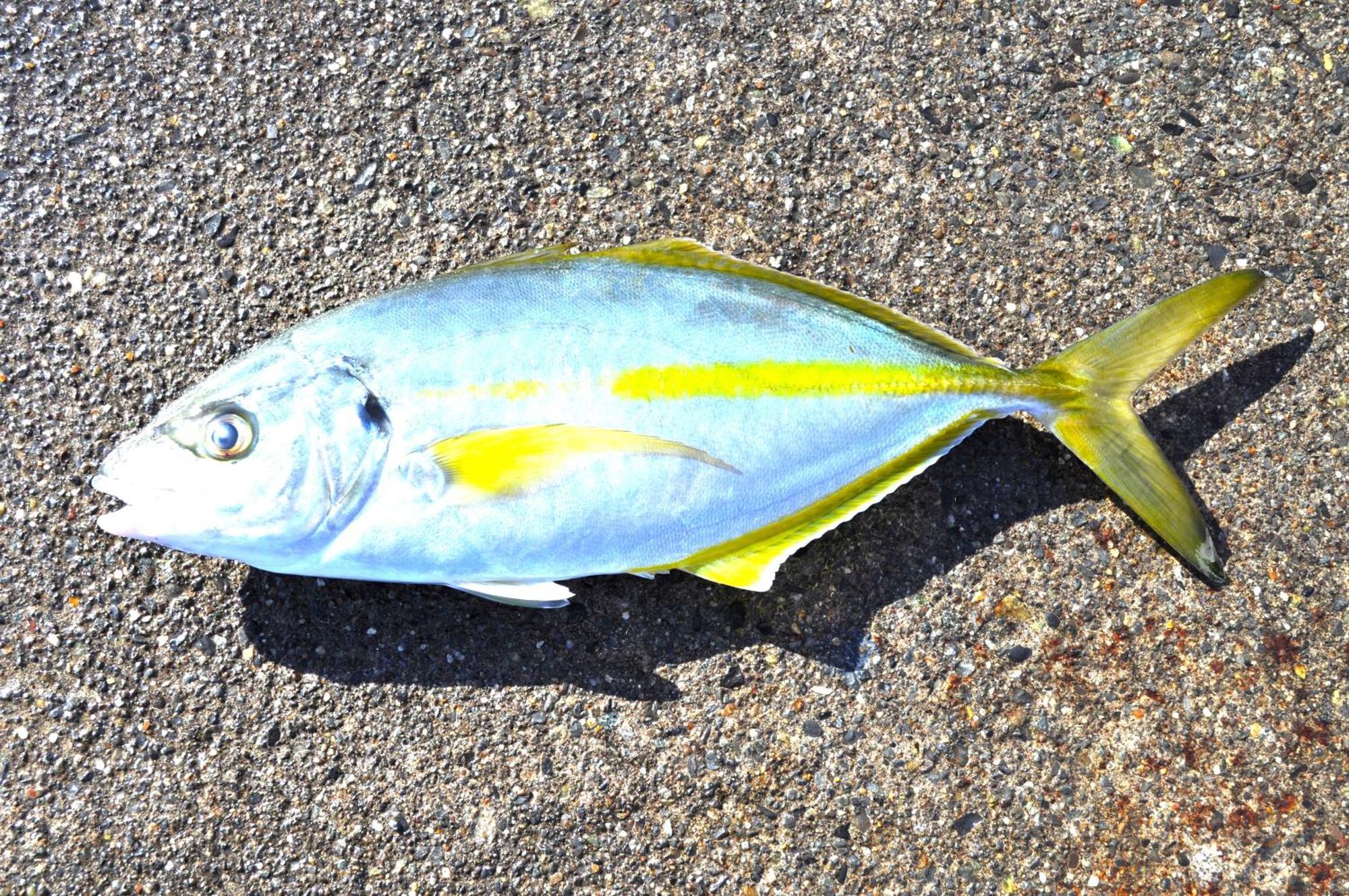 ホテル Ajito 大島 エクステリア 写真