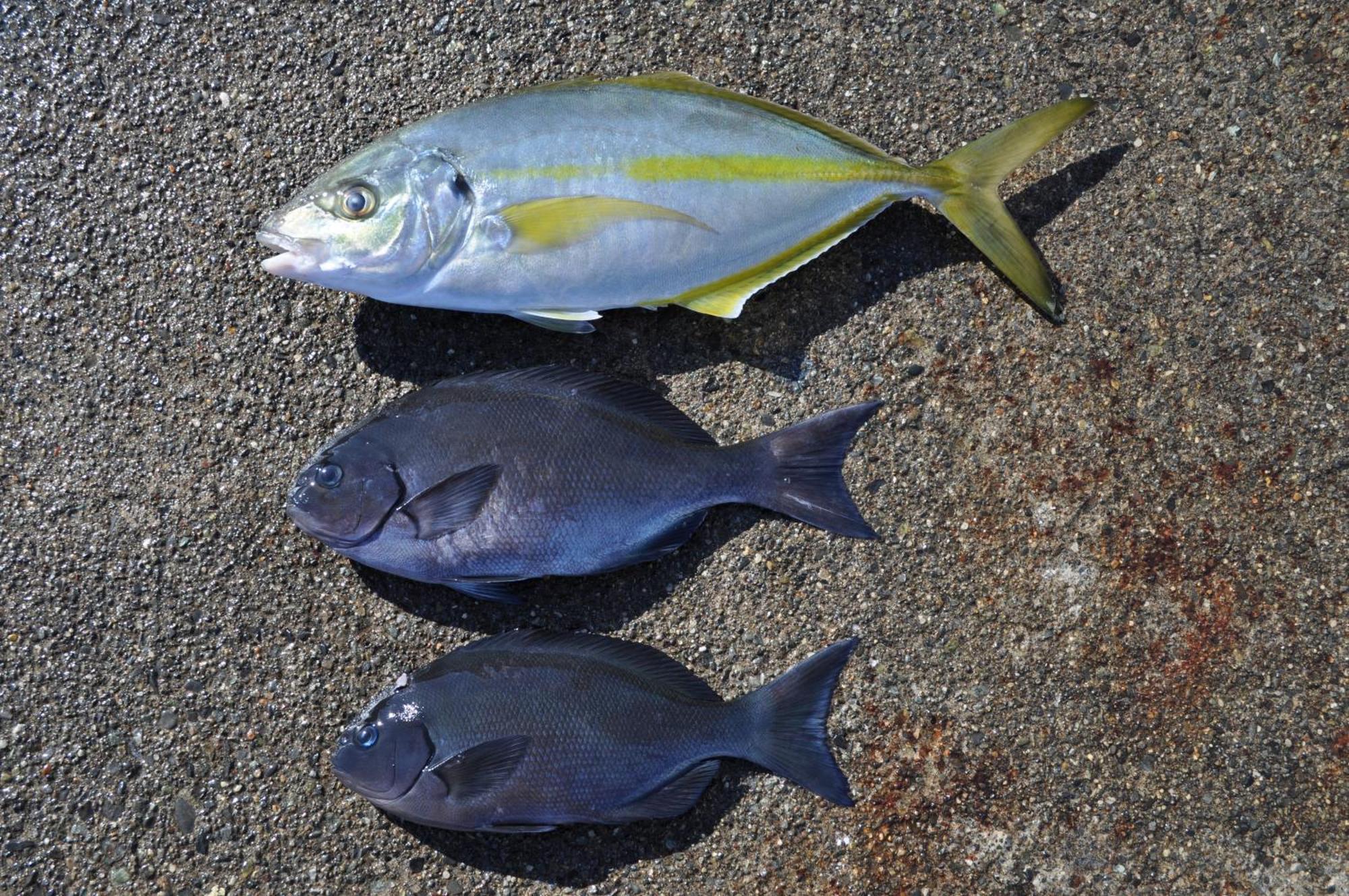ホテル Ajito 大島 エクステリア 写真